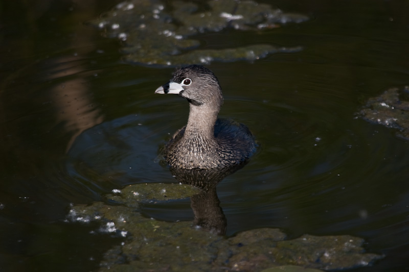 Pied-Billed Grebe